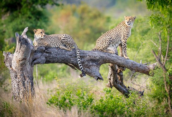Two cheetahs resting on a fallen tree branch in Timbavati Private Nature Reserve, South Africa