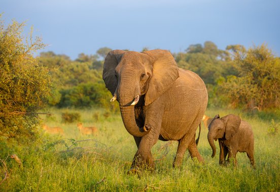 Mother elephant walking with her calf through green savanna in Timbavati, South Africa