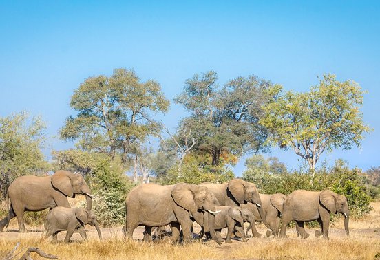 Herd of elephants including calves walking through dry savanna in Timbavati, South Africa