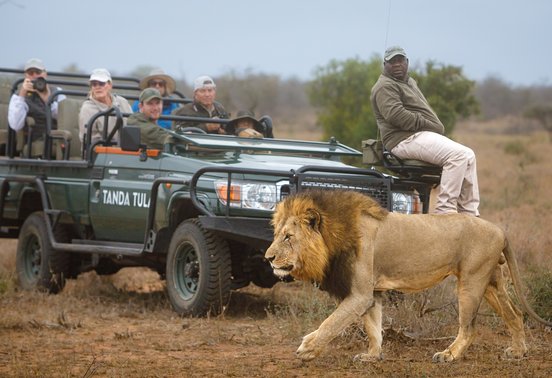 Male lion walking past a Tanda Tula safari vehicle during a game drive in Timbavati, South Africa