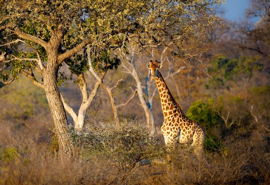 Giraffe standing among golden-lit trees in Timbavati Private Nature Reserve, South Africa