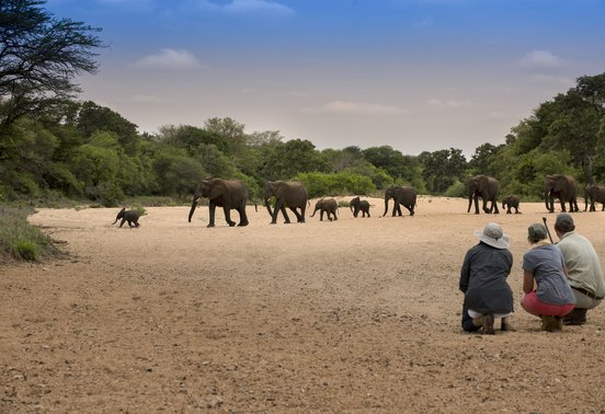 Safari guides and guests crouching to observe a herd of elephants crossing a dry riverbed in Timbavati