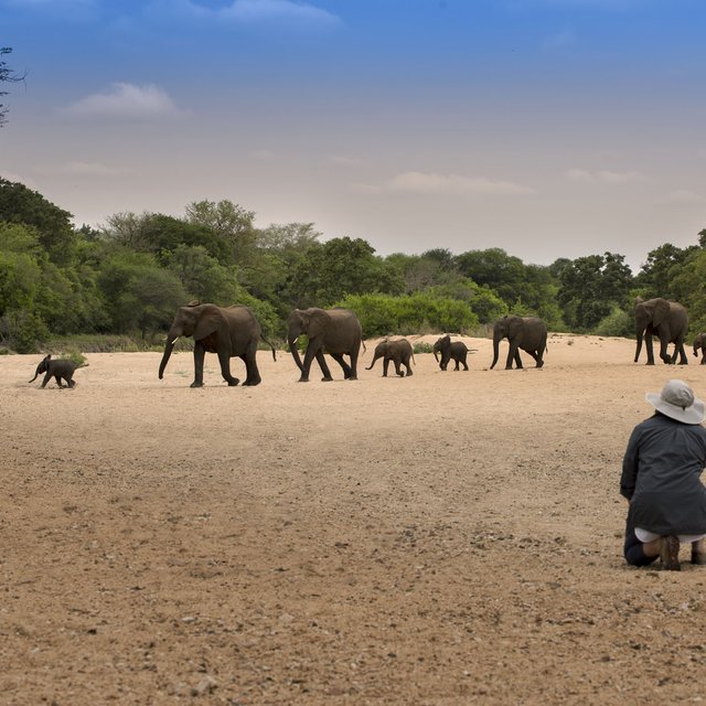 Safari guides and guests crouching to observe a herd of elephants crossing a dry riverbed in Timbavati Private Nature Reserve