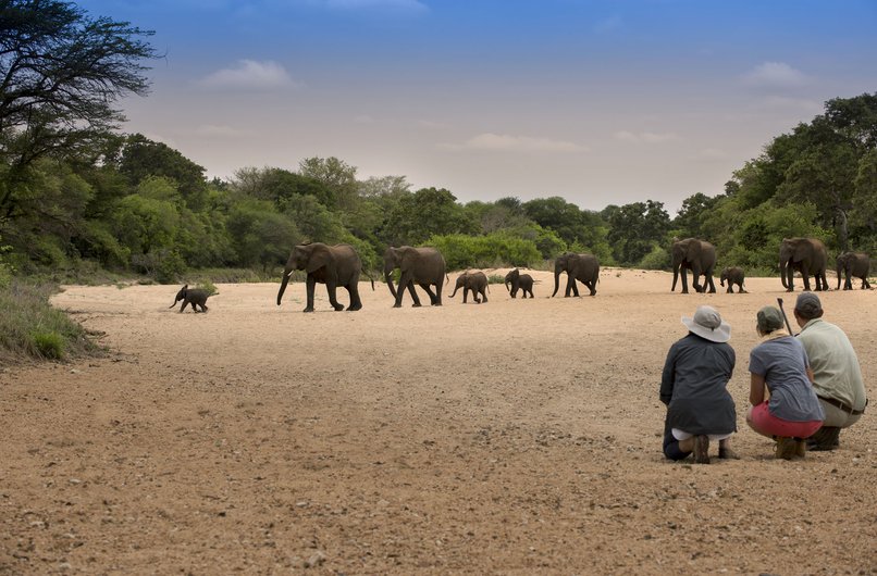 Safari guides and guests crouching to observe a herd of elephants crossing a dry riverbed in Timbavati Private Nature Reserve