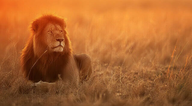 Lion staring into the savannah.