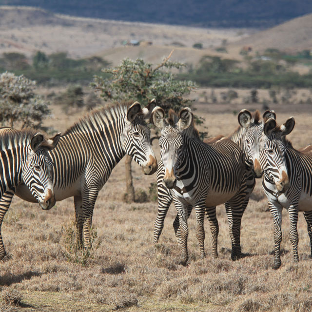 The endangered Grevvy's zebra.