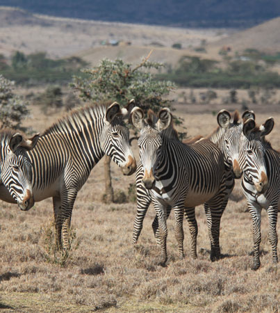 Grevvy's zebra herd.