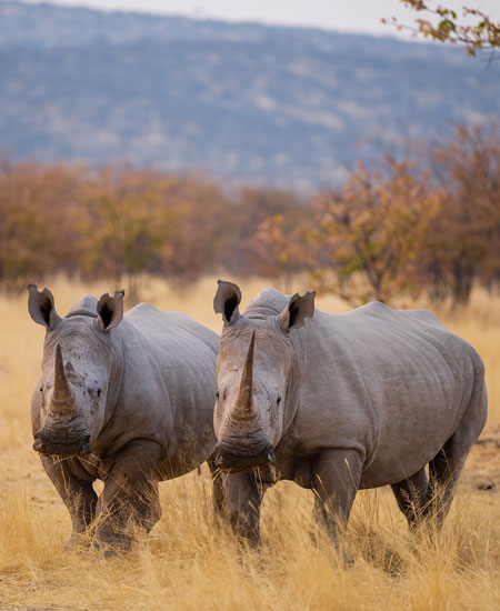 Red Dunes and Rhinos