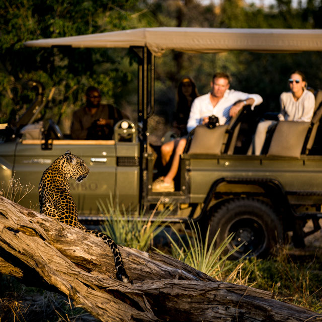 Viewing a leopard.