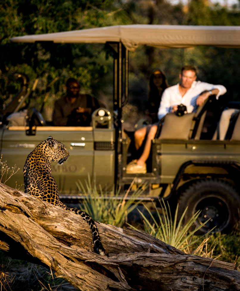 Spotting a leopard.