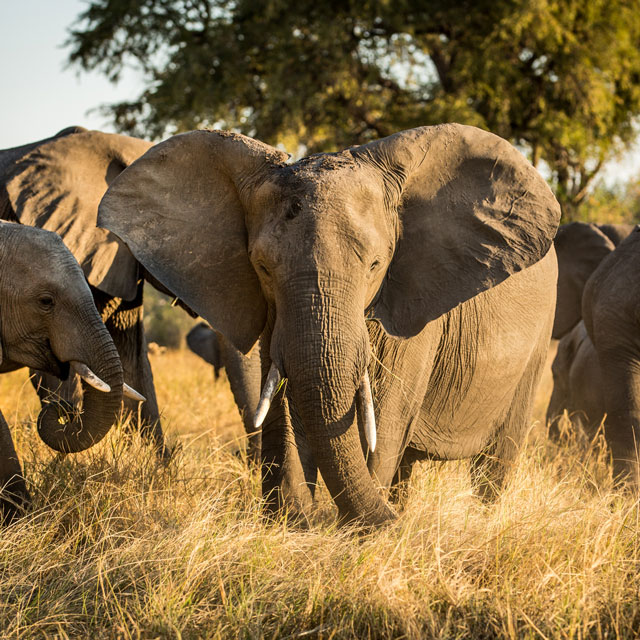 Elephant in the plains of Africa.