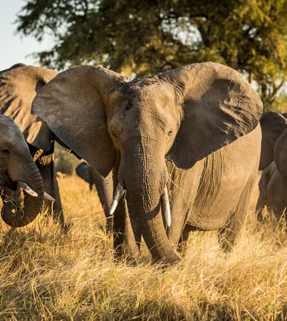 Elephant in the grass and sunset.