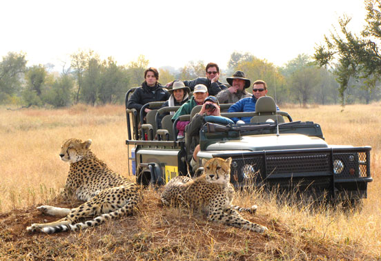 Travelers viewing cheetahs at MalaMala.