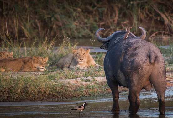 A bull buffalo staring at lions.