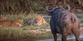 A buffalo staring at lions.