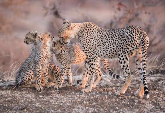 A leopard and her cubs.