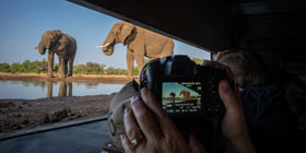 A person photographing an elephant from a blind.