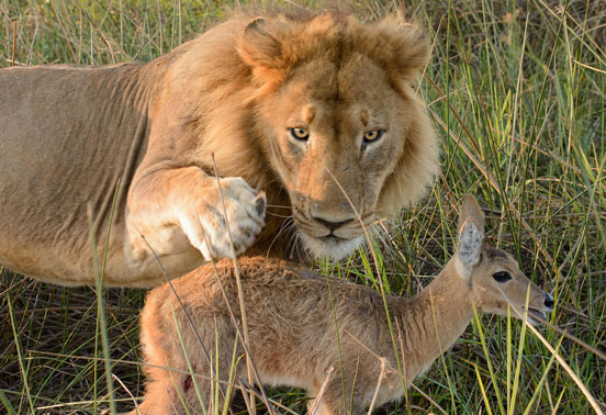 A lion with his prey.