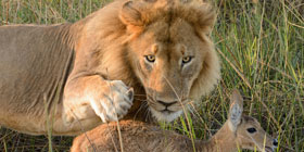A lion about to eat his prey.