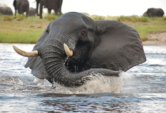 An elephant in Chobe.