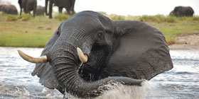 An elephant in the water at Chobe.