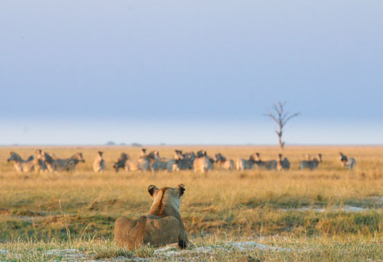 A lion in Chobe National Park.