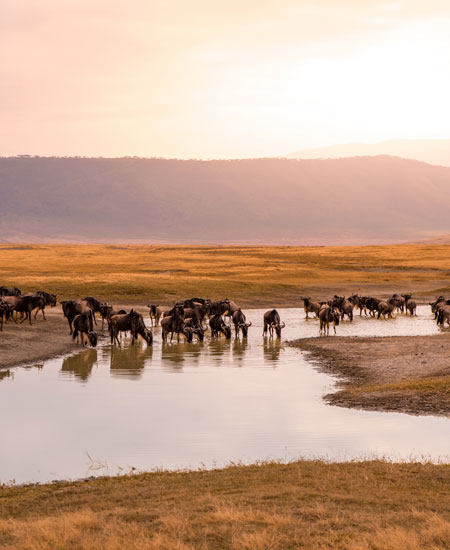 The Great Migration