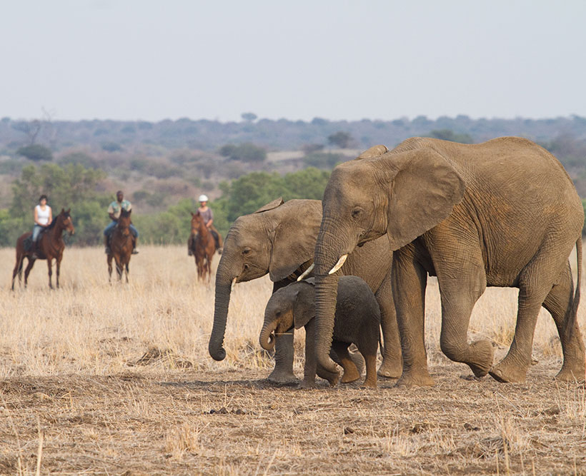 People viewing elephants on horse back.