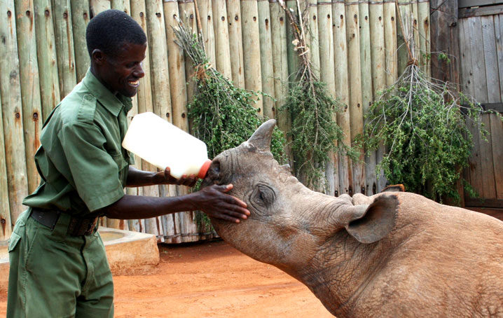 A man feeding an orphaned rhino.