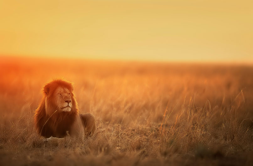 Lion lying down in the sunset.