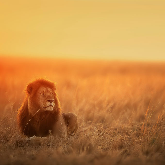 Lion enjoying the sunset in Africa.
