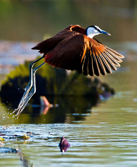 Birders Paradise
