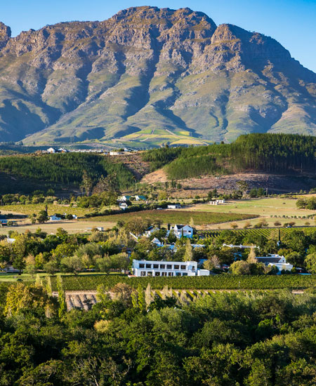 Vineyards of the Cape