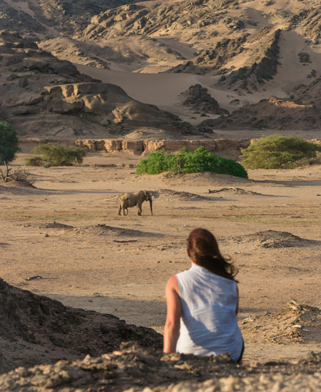 Tracking Desert Elephants