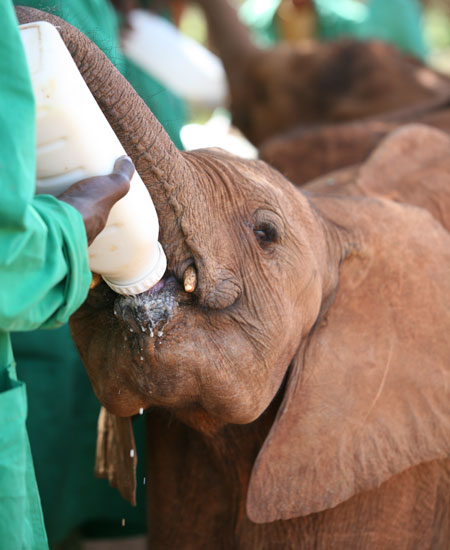 Wildlife Rescue Centers