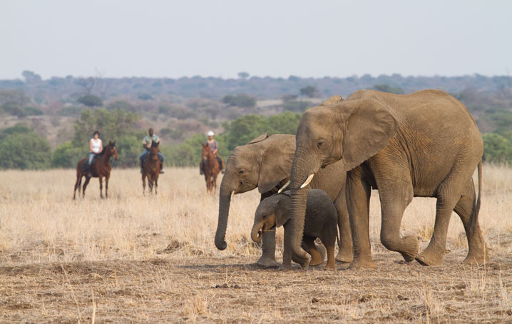 Viewing elephants on horseback.