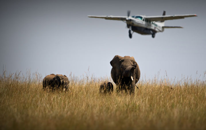Cessna flying over elephants in Africa.