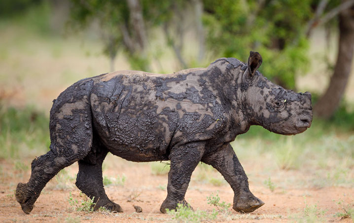 A baby black rhino.