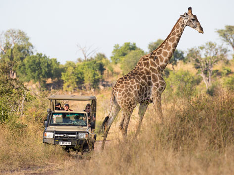 Game viewing a girrafe.