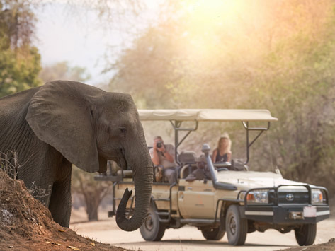 People looking at an elephant on safari.