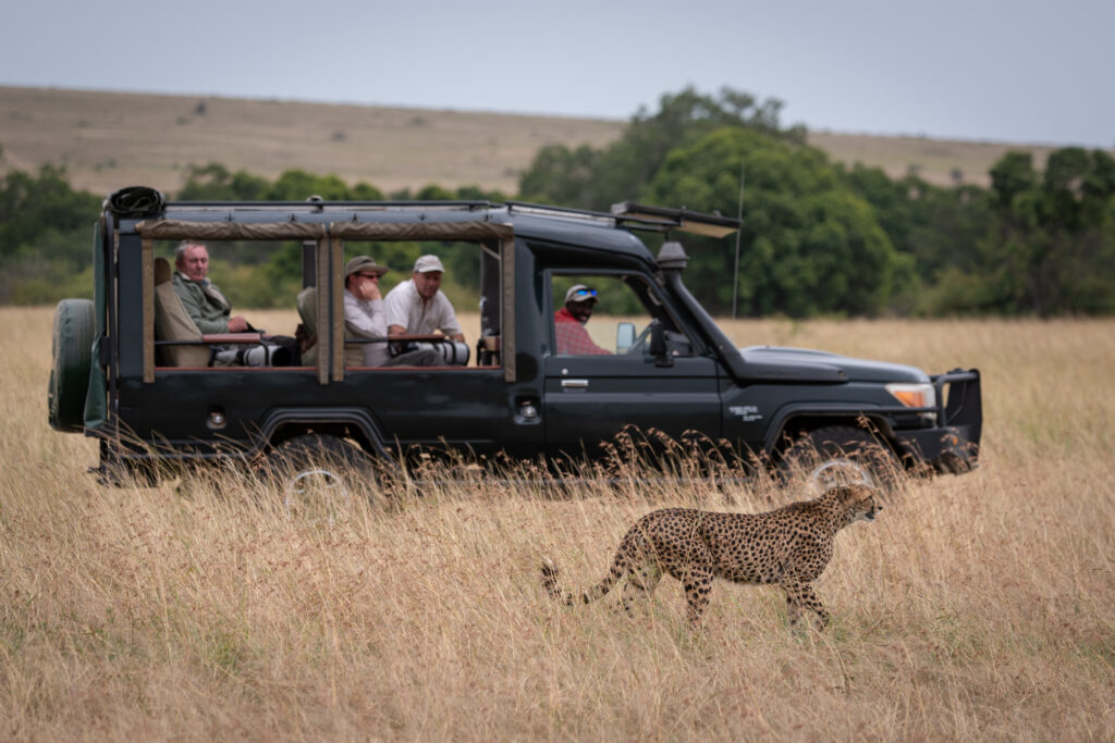 Cheetah on safari.