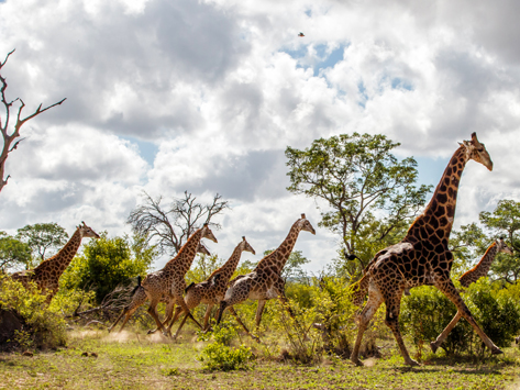 A group of giraffes galloping in the wild.