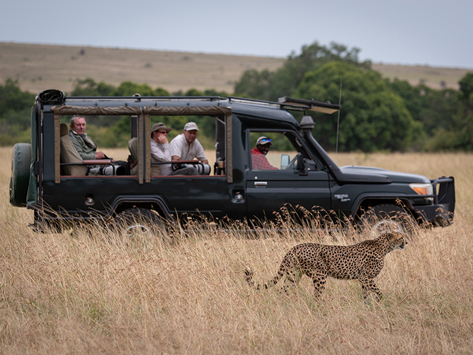 People viewing a cheetah on safari.