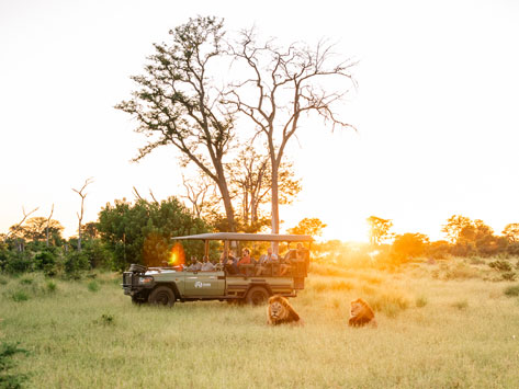 Lions in the Green Season
