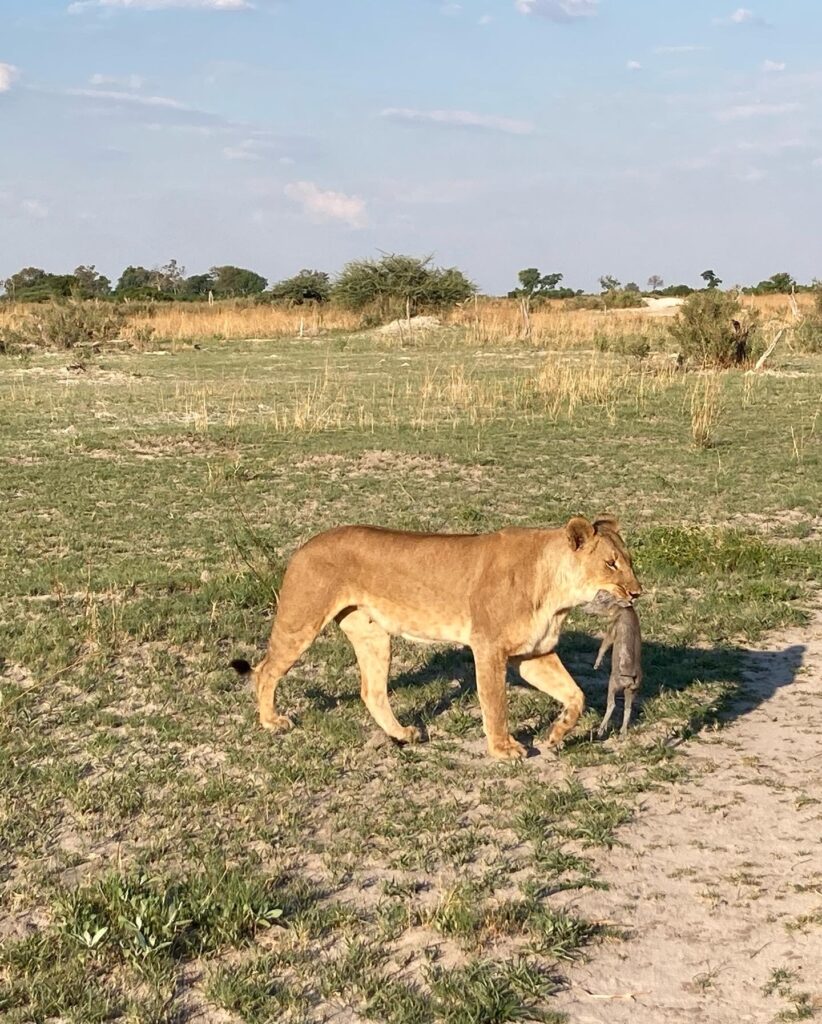 Lion in the green season.