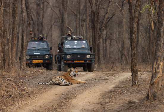 A tiger in Panna NP