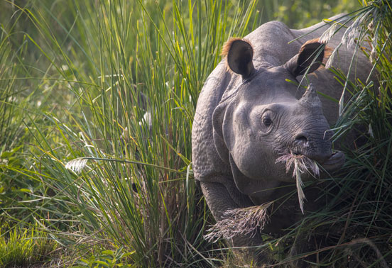 A rhino in Chitwan National Park