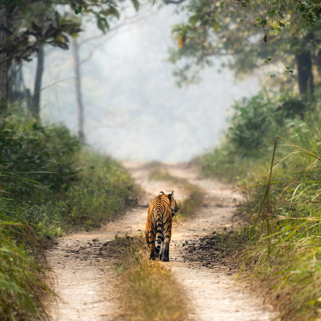 A tiger walking down the road in Chitwan National Park