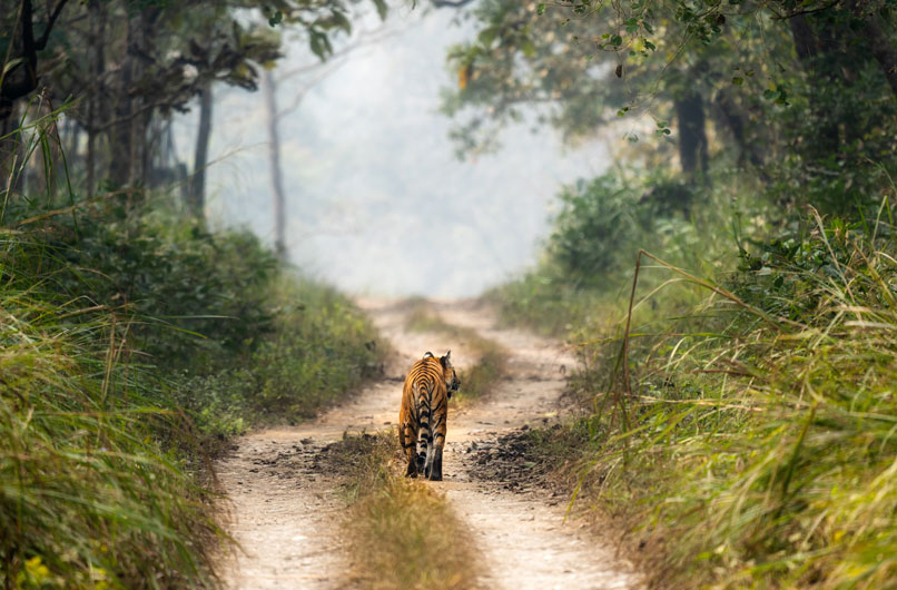 A tiger in Chitwan National Park