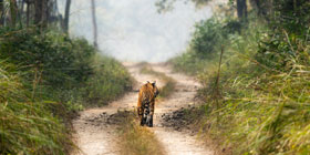 A tiger in the road in Chitwan National Park
